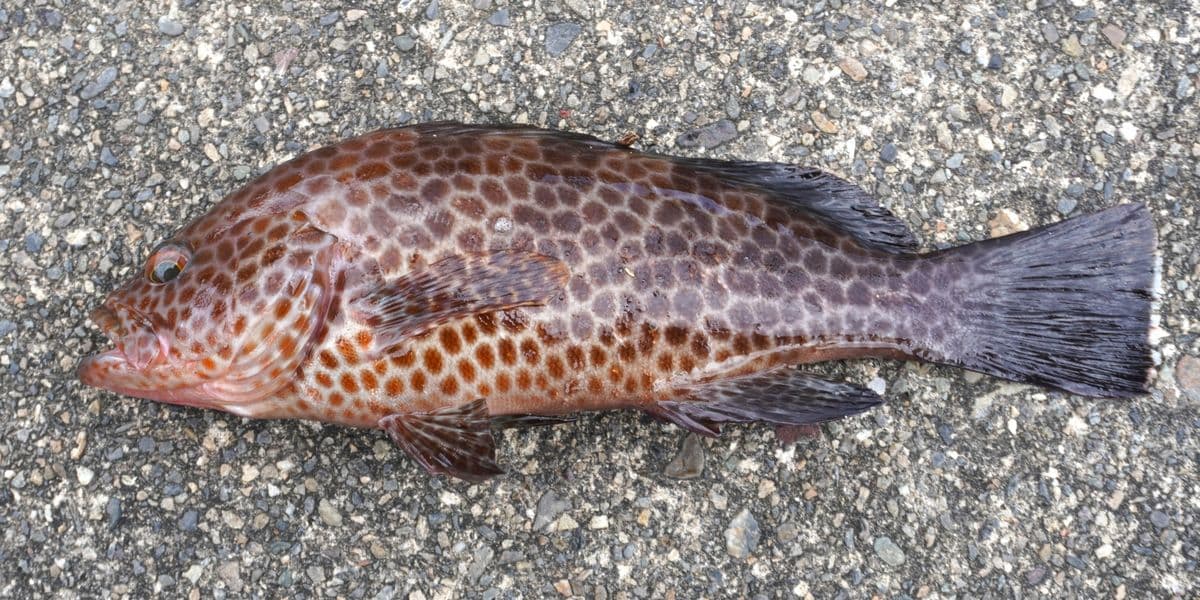ハタ類(オオモンハタ・アカハタなど)の写真