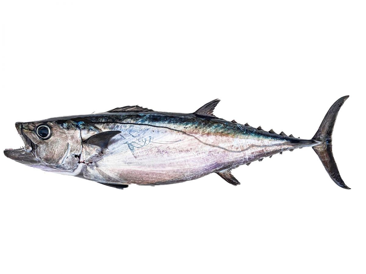 マグロ類(イソマグロ・キハダ)の写真