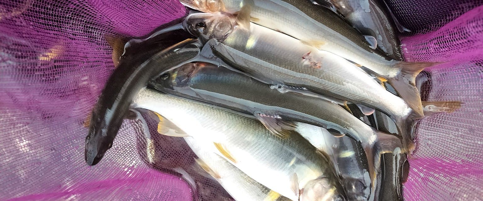 タモの中に入った釣りたての鮎