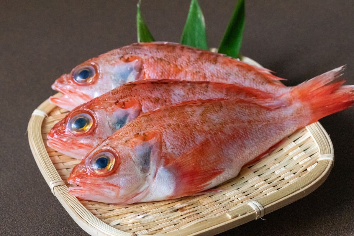 アカムツ(ノドグロ)の写真