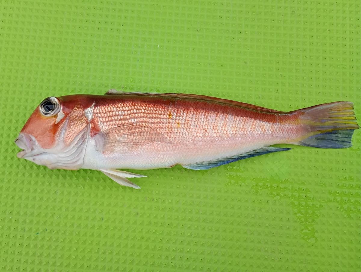 アマダイの写真