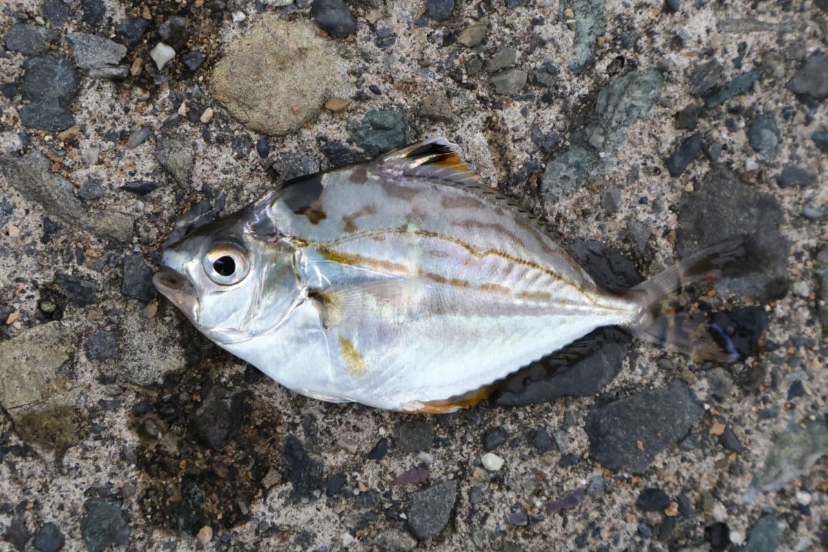 ヒイラギ(ニロギ)の写真
