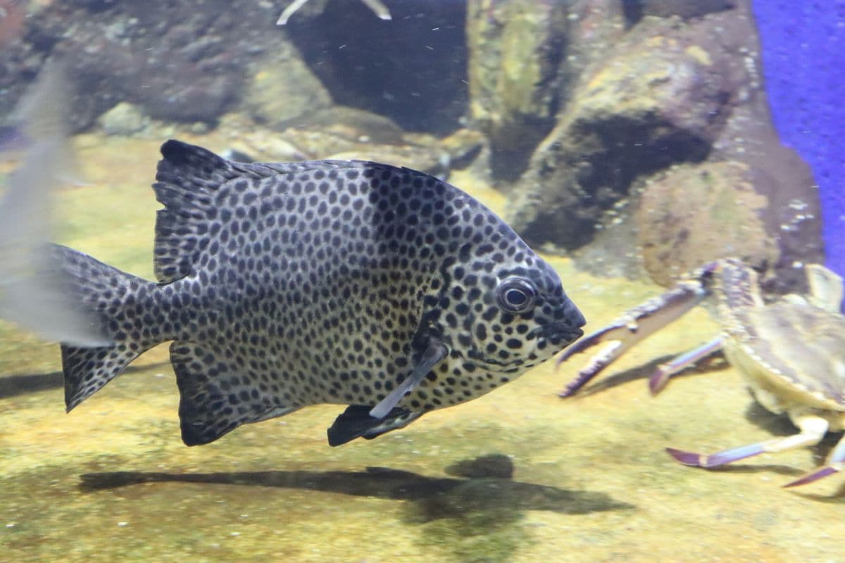 イシガキダイの写真