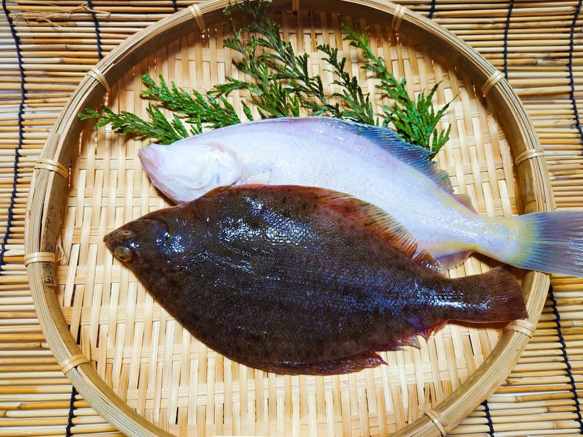 カレイの写真