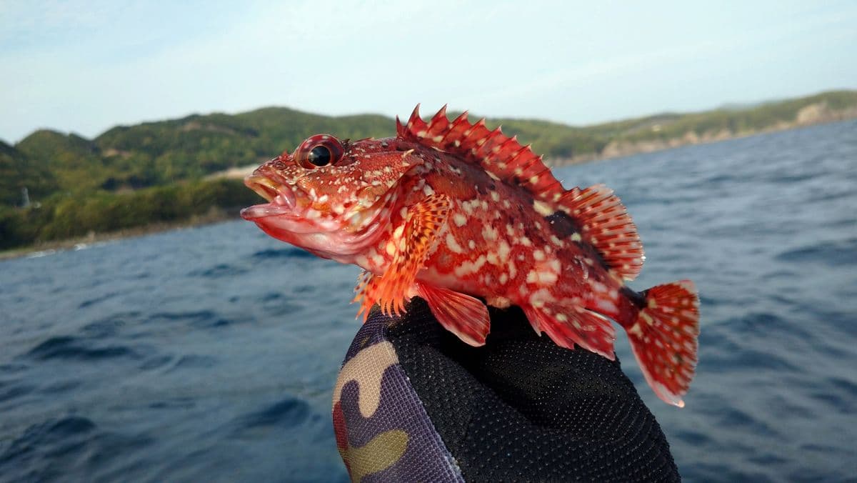 ガシラの写真