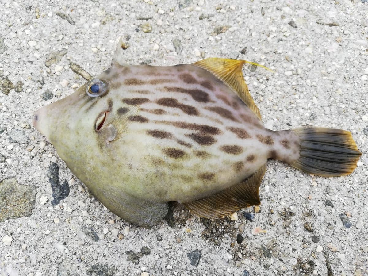 カワハギの写真