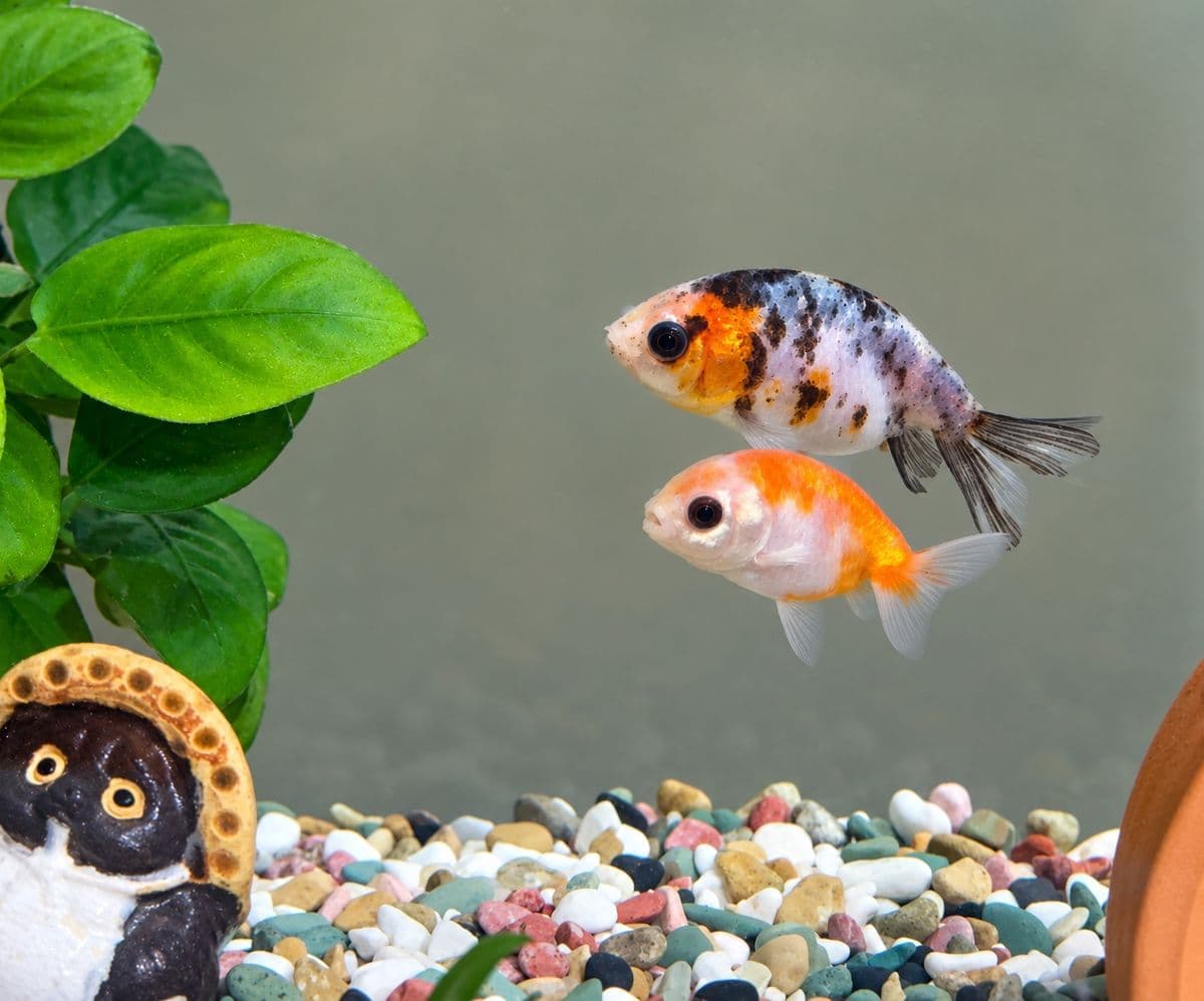 金魚(釣り堀)の写真