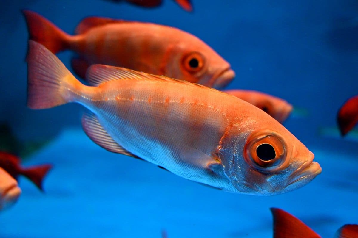 キントキダイの写真