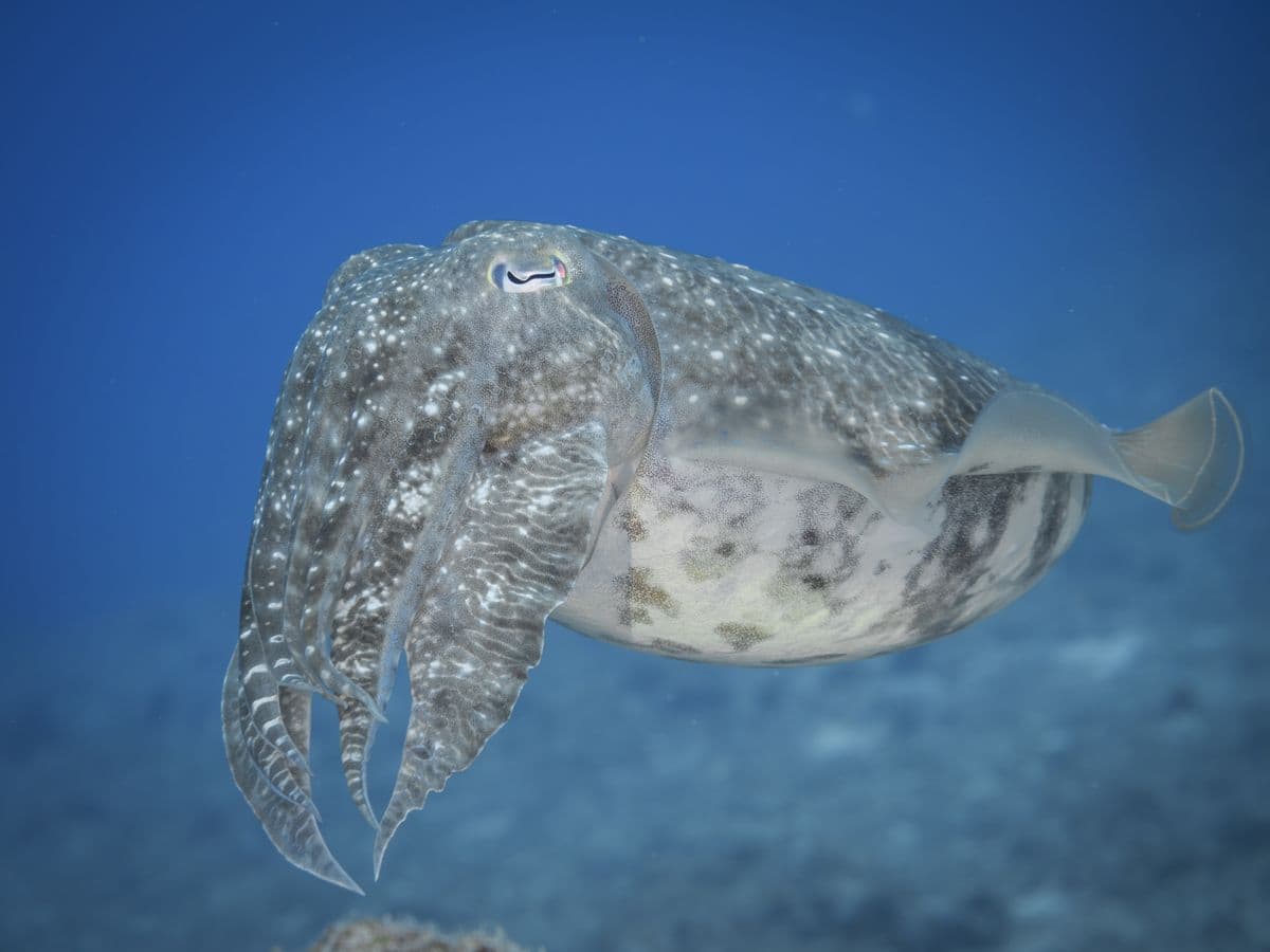 コウイカ(スミイカ・モンゴウイカ)の写真