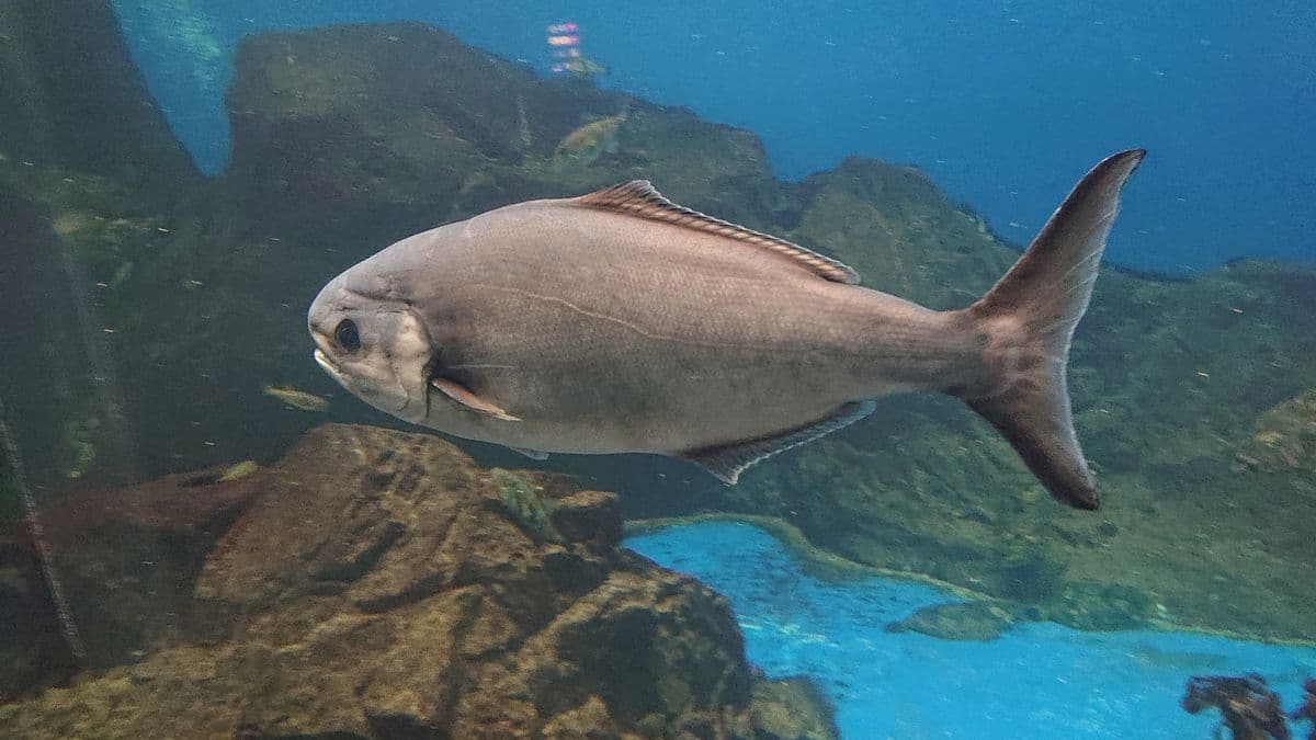メダイの写真