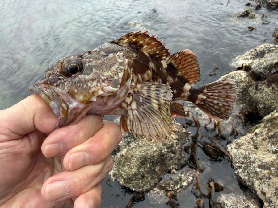 穴釣りで釣れたカサゴ(ガシラ)