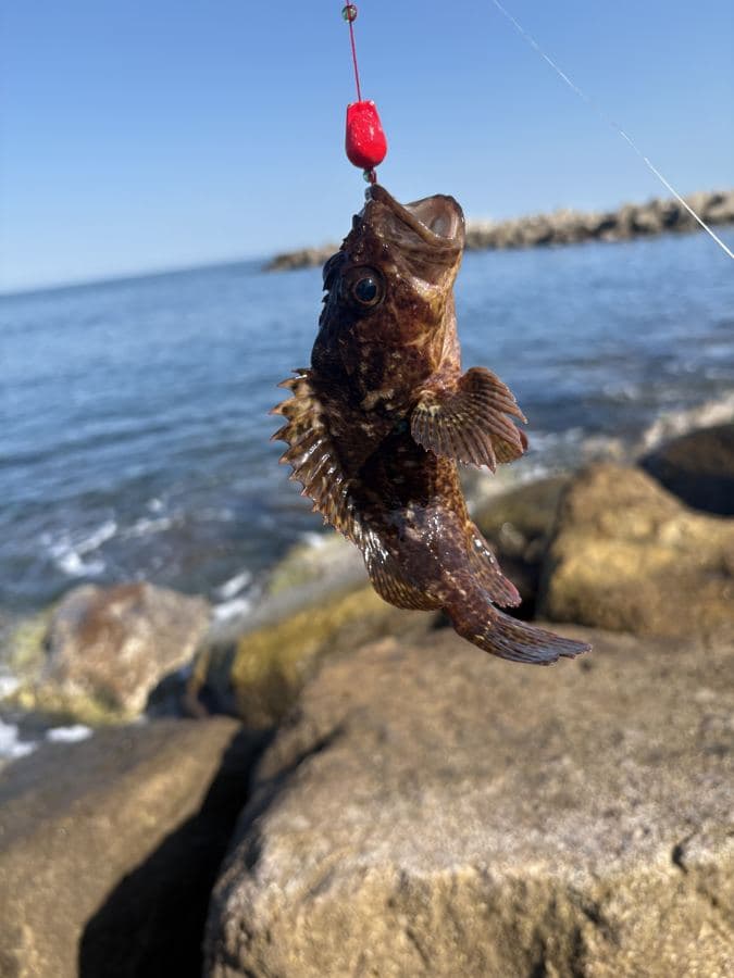 岸壁で釣れたカサゴ