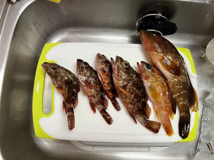 穴釣りで狙える根魚(キジハタとカサゴ)
