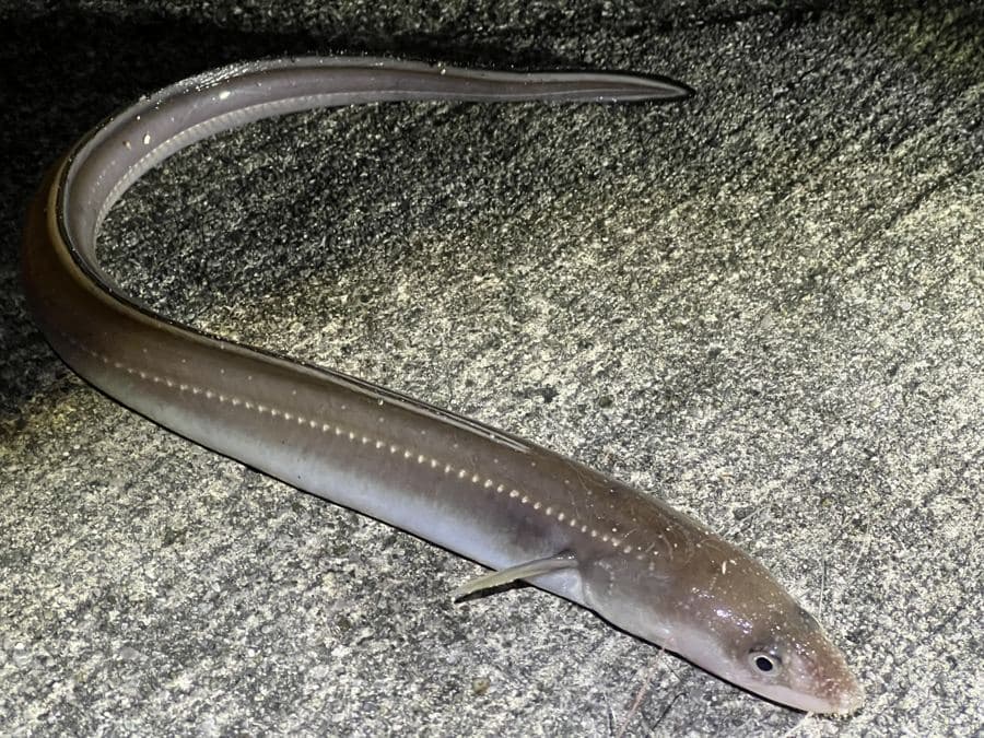 夜のぶっこみ釣りで釣れたマアナゴ