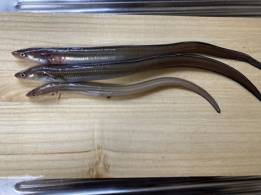 夜釣りで釣れたアナゴ