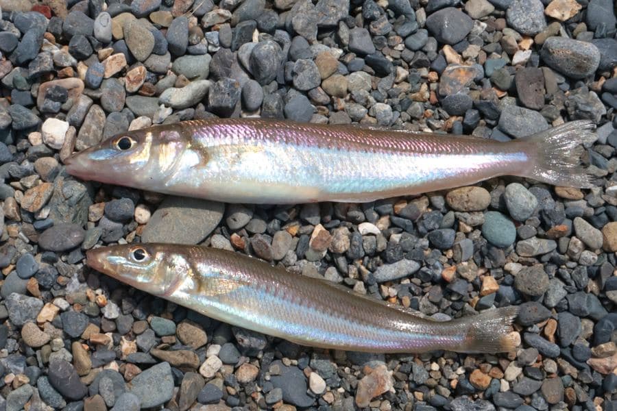 投げ釣りで釣れたキス