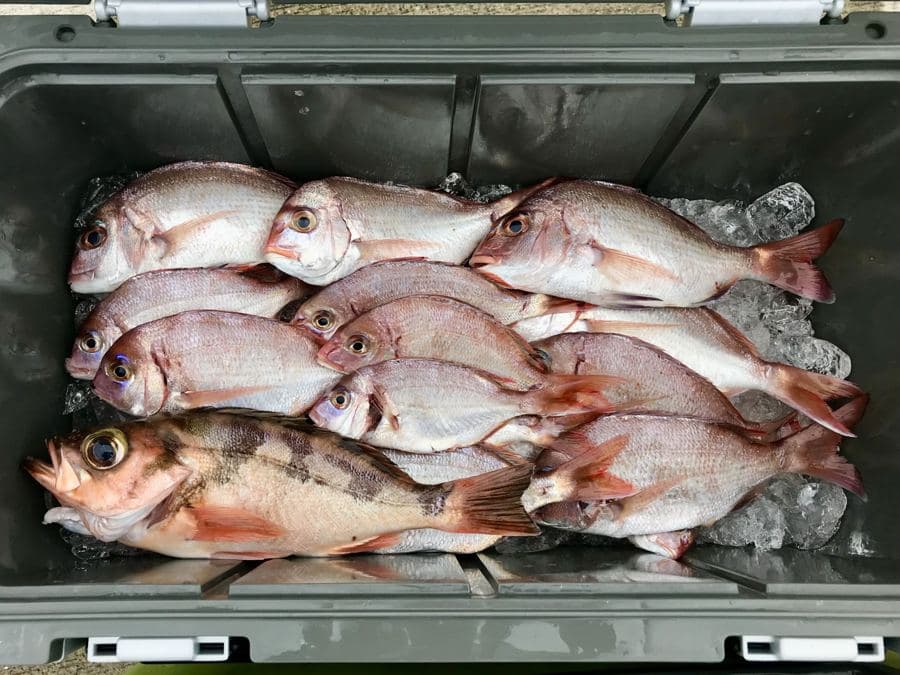 船の五目釣りの釣果