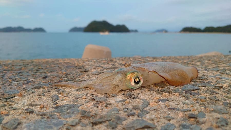 エギングで釣れたアオリイカ