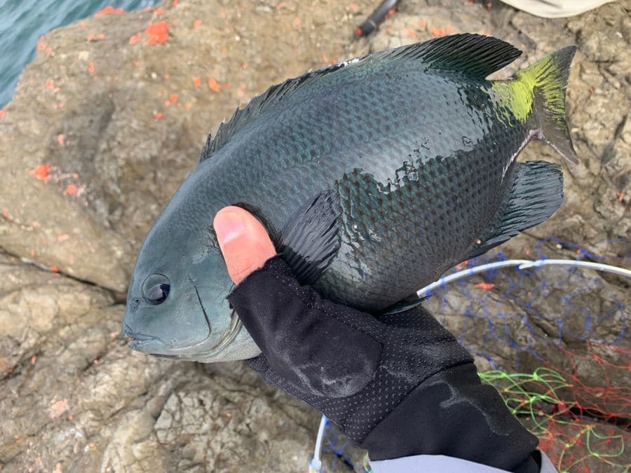 ウキフカセで釣れたグレ