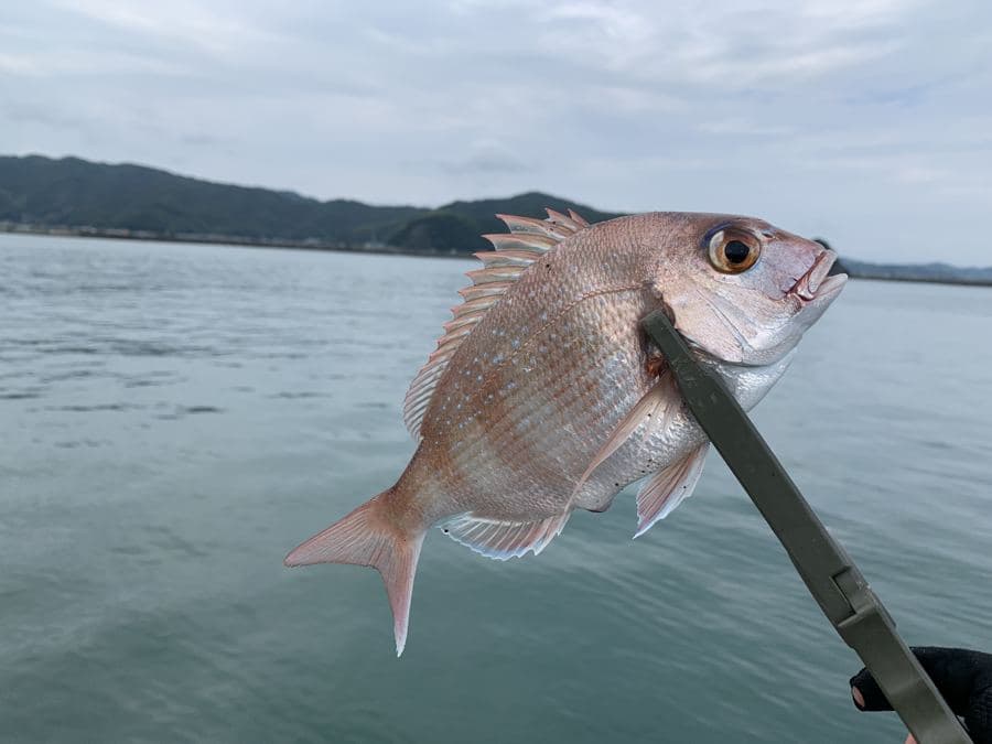 カゴ釣りで釣れたマダイ
