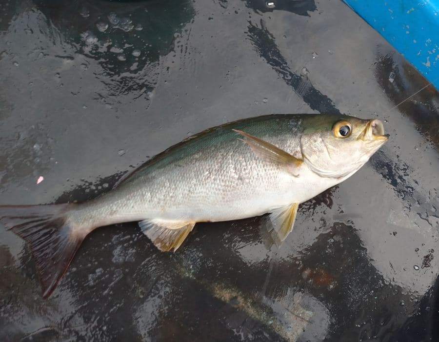 カゴ釣りで狙えるイサキ