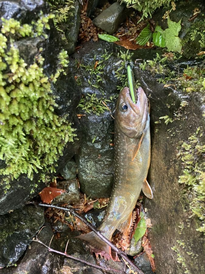 渓流で釣れたイワナ