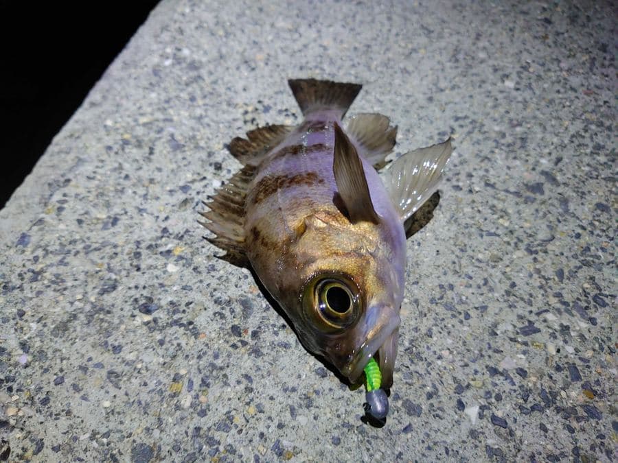 ワームで釣れた良型のメバル