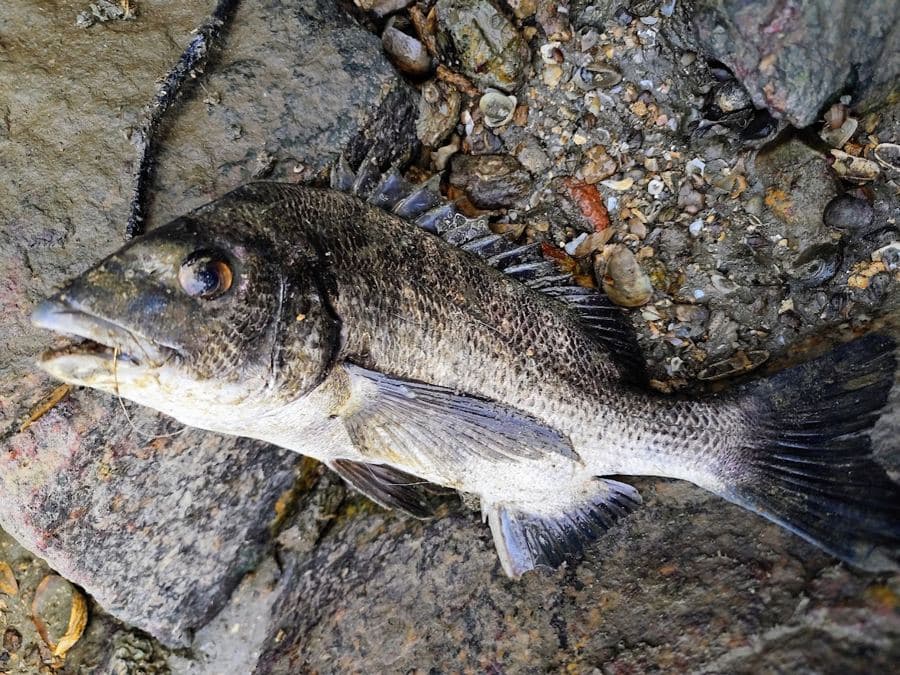 堤防で釣れたチヌ(クロダイ)