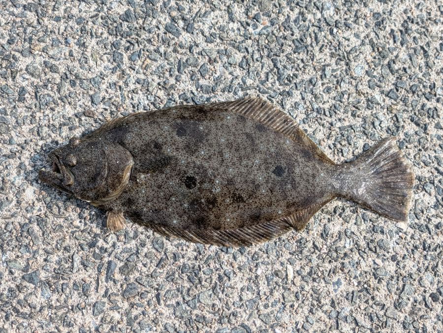 泳がせ釣りの好敵手、ヒラメ