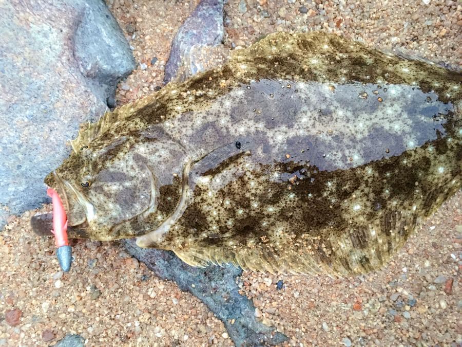 釣ったヒラメ
