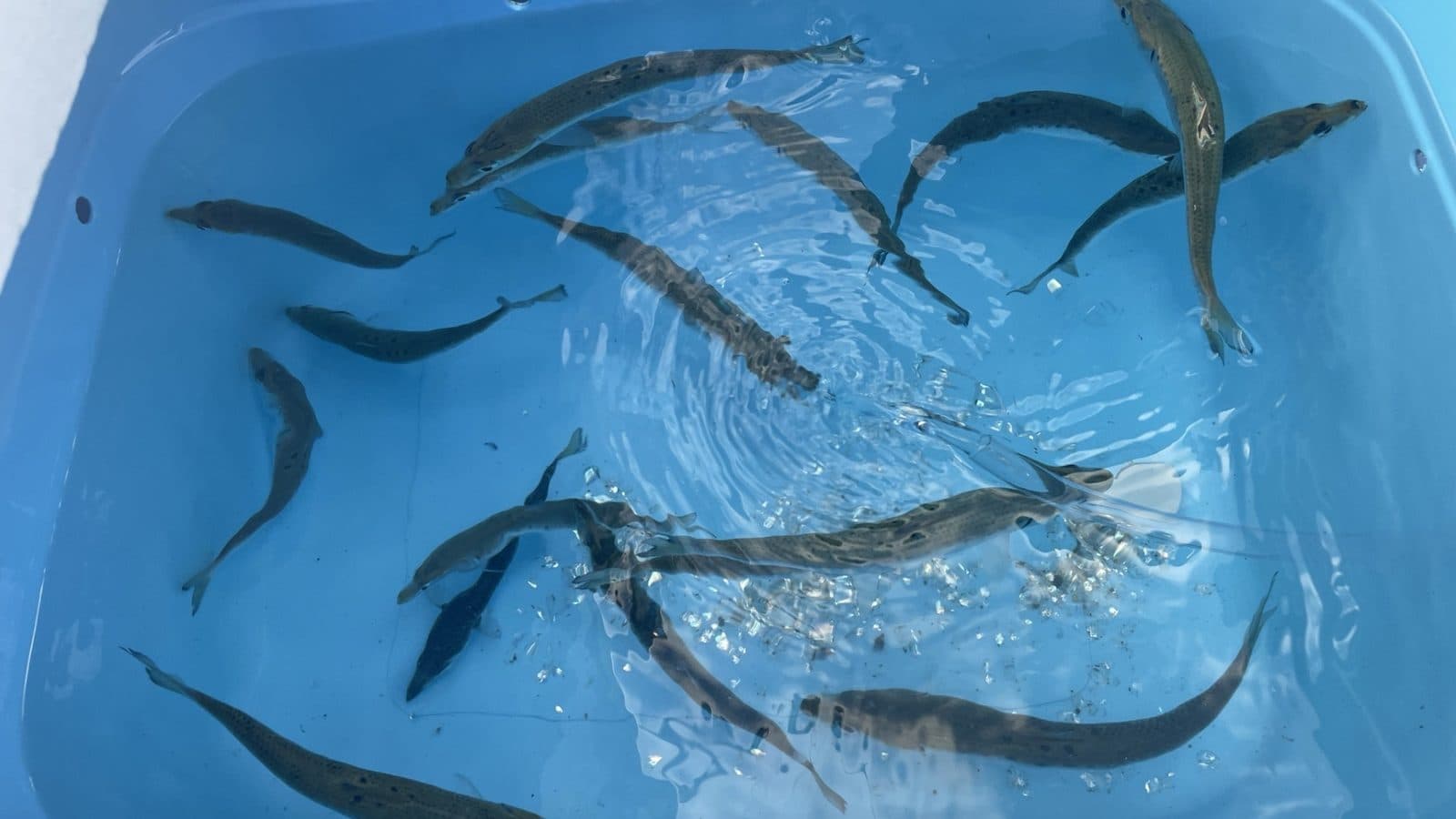泳がせ釣り(ノマセ釣り)をしている様子