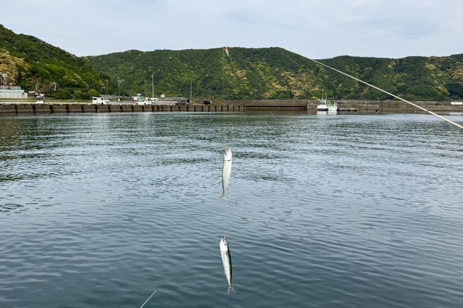 漁港のサビキ釣りで掛かった小サバ