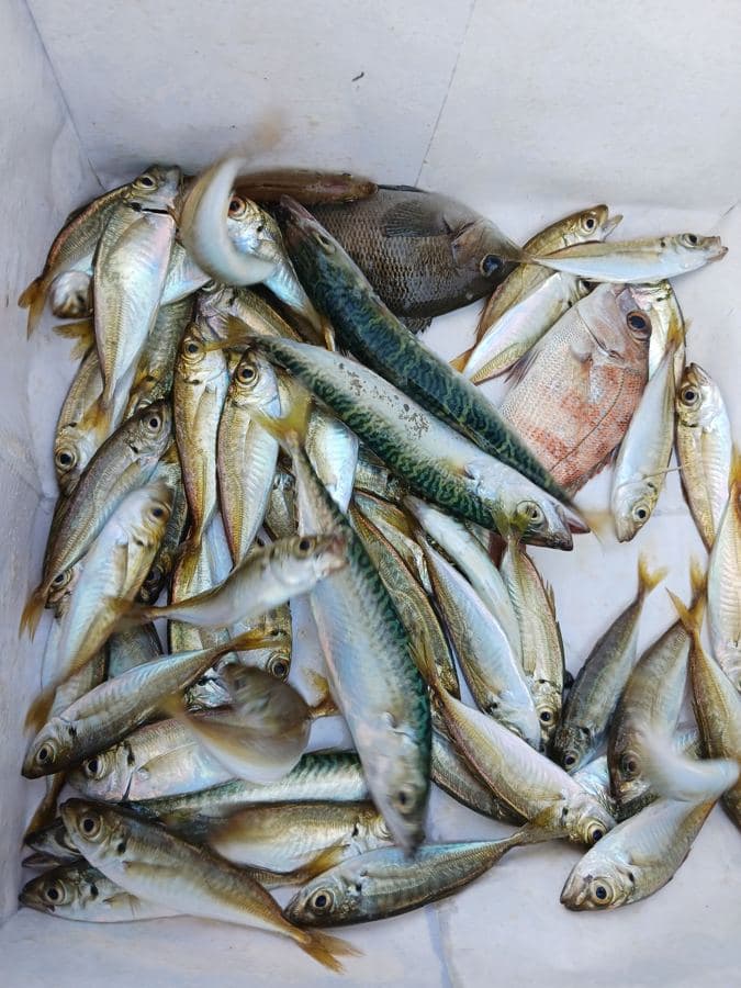 サビキで釣れたアジ・イワシなど