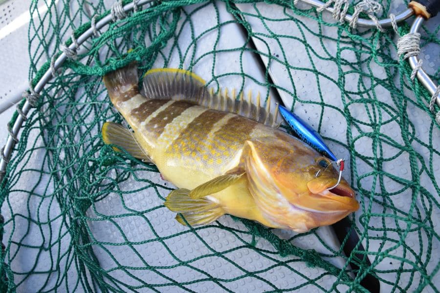 ジギングで釣れたアオハタ