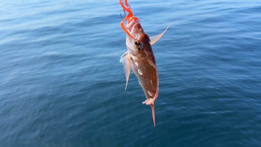 タイラバで釣ったマダイ