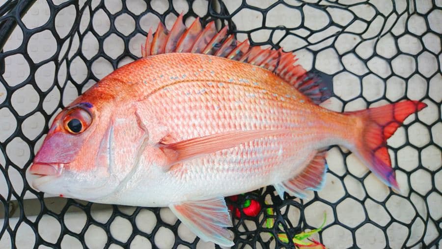タイラバで釣れた天然マダイ