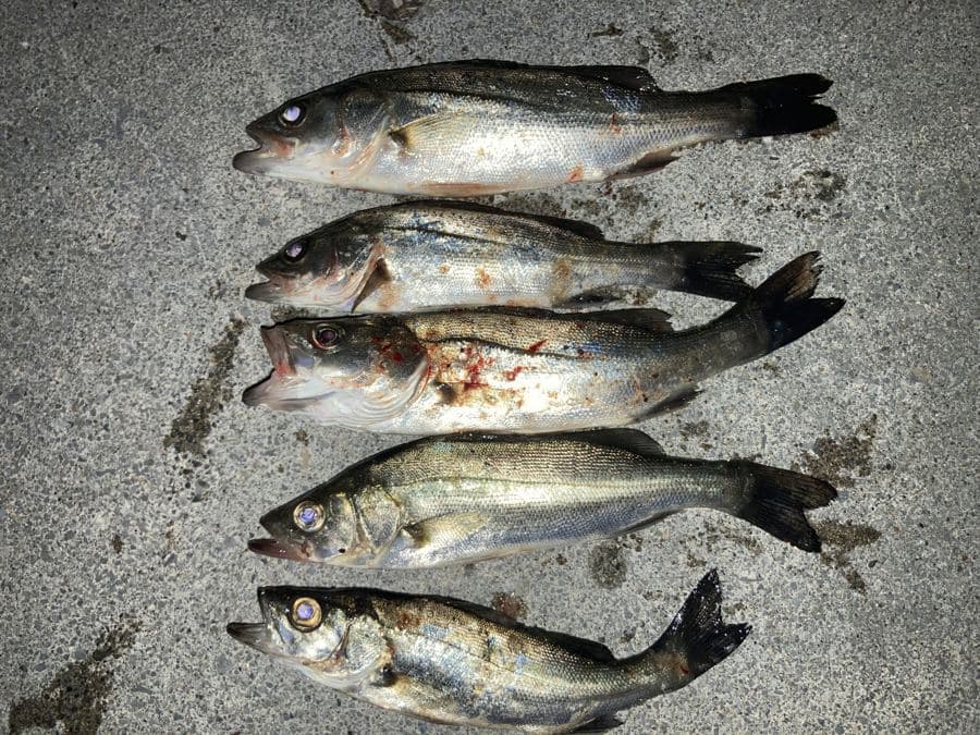 電気ウキの夜釣りで釣れたセイゴ